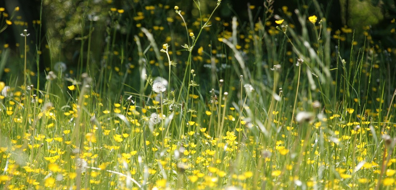 Sommerwiese (Quelle: meineresterambe @Pixabay )